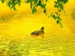 Duck floats in a yellow pond