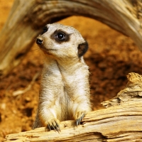 meerkat