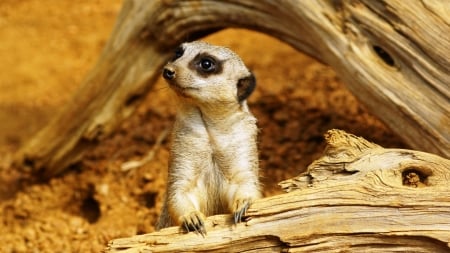 meerkat - meerkat, animal, log, wood