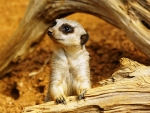 meerkat