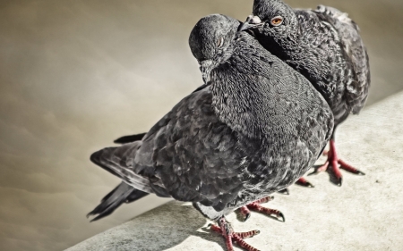 pigeons - bird, feather, animal, pigeon