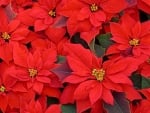 poinsettia