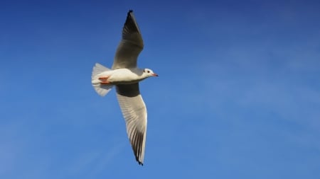 seagull - seagull, sky, flight, bird