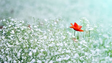 Alone - flowers, field, meadow, nature