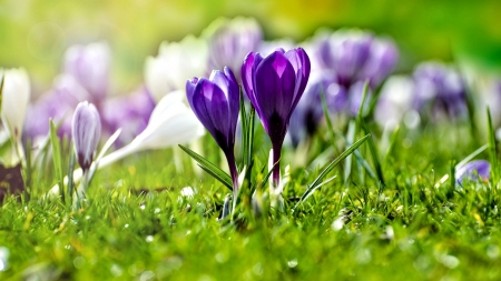 Spring - flowers, spring, crocus, nature