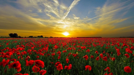 Sunset - nature, field, sunset, poppies