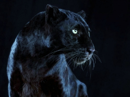 'A black beauty'..... - black panther, cats, panther, animals