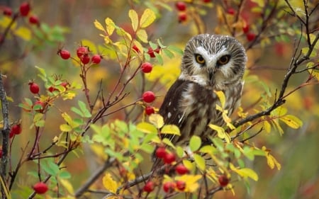 Owl - owl, animal, nature, tree