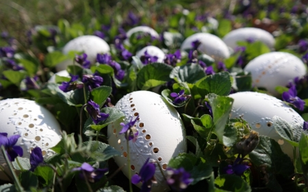 Fairy Eggs - eggs, decorate, fairy, photography