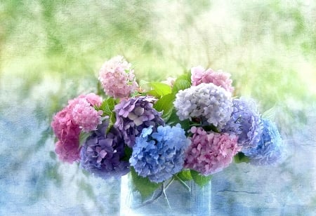 Hydrangeas