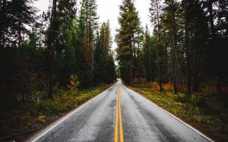 Road - tree, forest, nature, road