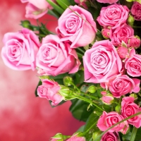 Pink roses background