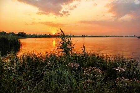 Lakeside Sunset - sky, plants, water, reflection, clouds, flowers