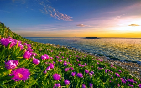 Coastal beauty - beauty, sky, ocean, landscape, shore, coast, waves, beautiful, sea, sunrise, horizons, wildflowers