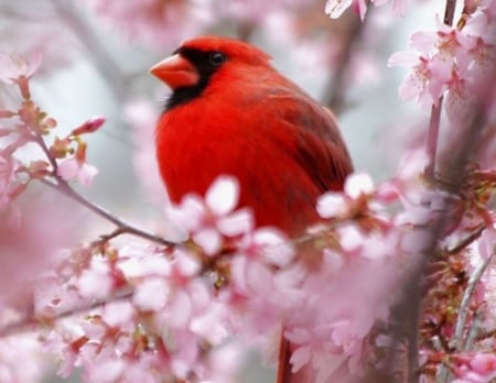 Spring Bird - trees, red, cardinal, animal, flowers, spring, bird