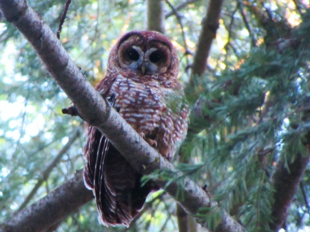 Resting Owl - wildlife, raptor, tree, nature