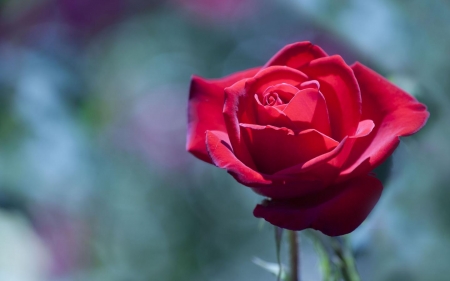 Red Rose - rose, flower, petals, red