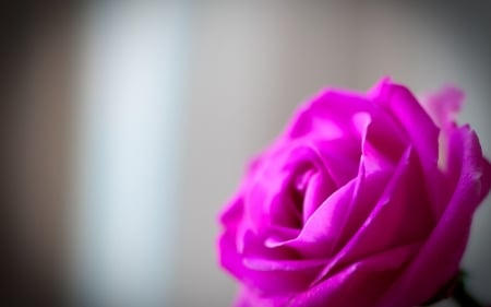 Beautiful Rose