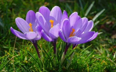 Crocus - blossoms, garden, petals, spring