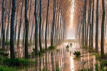 Wet Ground - trees, nature, lights, plants, wet