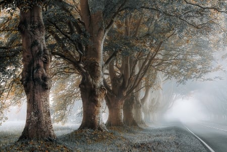 Big Trees - path, trees, nature, dirt