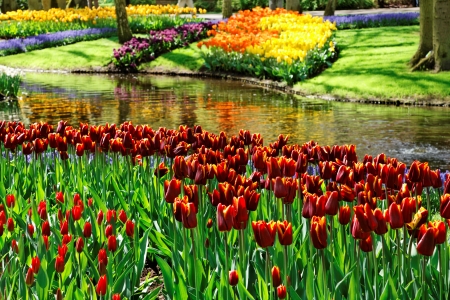 Keukenhof, Netherlands - blossoms, river, tulips, colors, spring