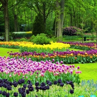 Keukenhof, Netherlands