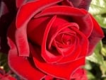 A Classic Red Rose♥