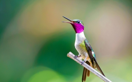 Humming-bird - humming-bird, pink, colibri, green, pasare, bird