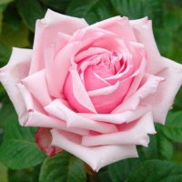 Hybrid Tea Rose