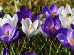 Crocuses