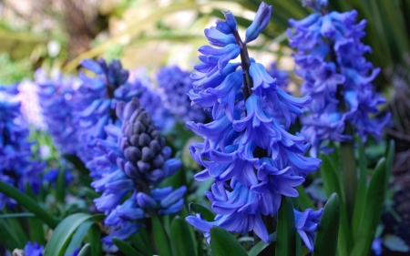 Hyacinth - hyacinth, flower, spring, blue, green