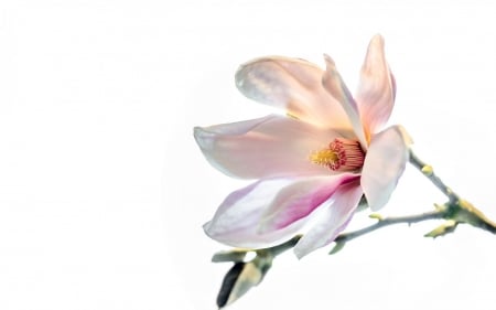 Magnolia - white, card, flower, pink, spring, magnolia