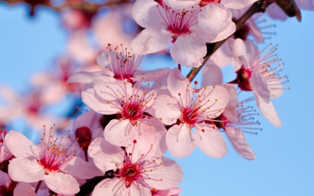 Sakura - cherry blossom, sakura, blue, spring, flower, pink