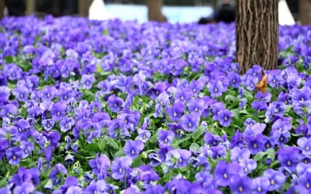 Pansies - flower, purple, pink, pansy, spring, skin