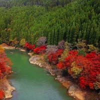 Autumn Trees in Kyoto Japan