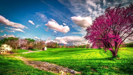 Spring - field, tree, Spring, sky