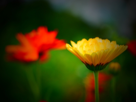 Dream - beautiful, red, flower, yellow