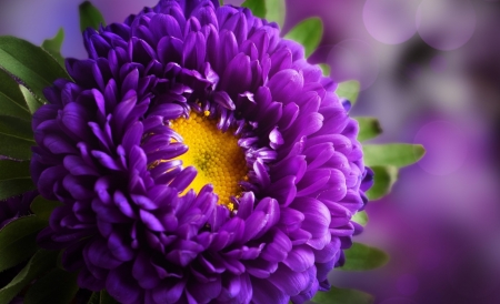 Purple Love - purple, amazing, garden, flower