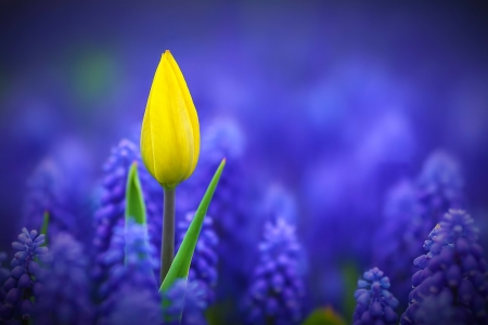 Yellow - tulip, flowers, yellow, blue