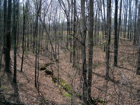 Creek Running Through The Woods - forests, nature, tennessee, rural