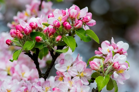 Spring blossoms - blooming, flowering, lovely, spring, blossoms, pretty, beautiful, pink, leaves, tree