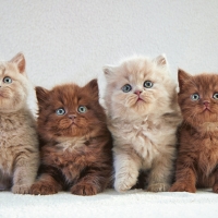 Kittens