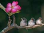 Cute Small Birds and Flowers