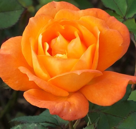 Rose 'Super Trouper' - rose, petals, flowers, yellow, macro, nature