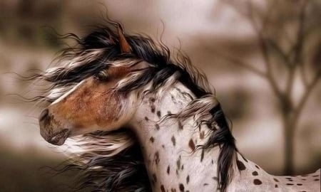 'Wild and proud'..... - horses, appaloosa, animals, wild