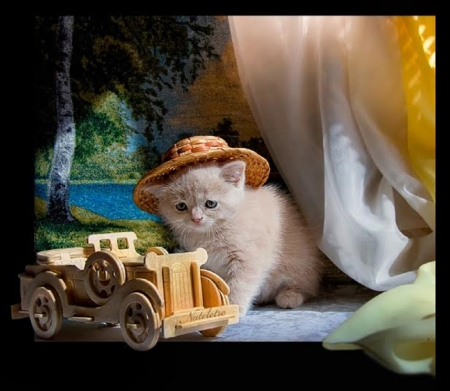 little lady with a hat - lady, hat, cats, animals, kitten, little