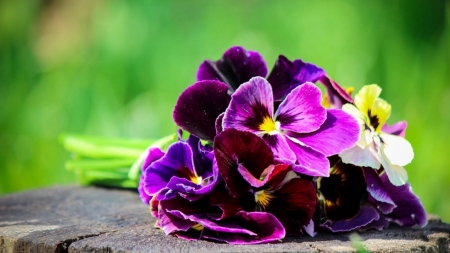 Pansies - nature, leaf, tree, pansies