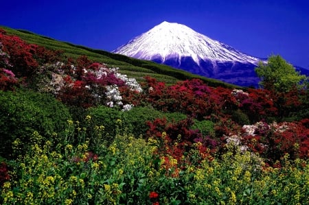 Mt. Fuji in Spring - flowers, fujijama, japan, landscape