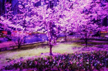 Pastel Garden, Keukenhof, Netherlands - purple, blossoms, park, tree, path, spring